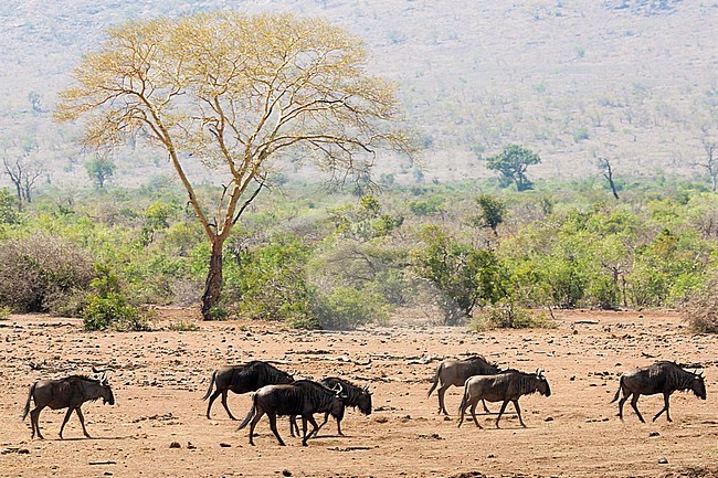 Gnoe (Connochaetes taurinus) herd walking at Kruger National Park in summer stock-image by Agami/Caroline Piek,