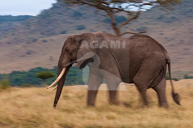 An African elephant, Loxodonta africana, walking in the savanna. Masai Mara National Reserve, Kenya. stock-image by Agami/Sergio Pitamitz,
