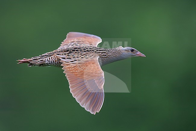 Adult male Corncrake (Crex crex) flying, side view of bird showing upperparts against green background stock-image by Agami/Kari Eischer,