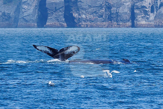 Humpback whale (Megaptera novaeangliae) taken the 22/06/2022 at Anchorage - Alaska. stock-image by Agami/Nicolas Bastide,