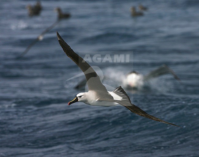 Adult Atlantic Yellow-nosed Albatross (thalassarche chlororhynchos) in the Southern Atlantic Ocean. In flight with other seabirds in the background. stock-image by Agami/Marc Guyt,