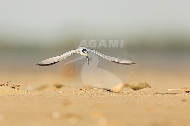 Little Tern in low flight over a beach in the Ebro Delta on the Spanish Mediterranean coast carrying a fish. stock-image by Agami/Rafael Armada,