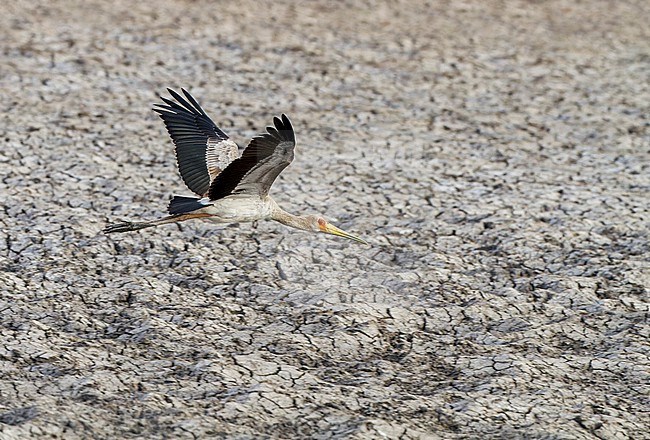 Immature Yellow-billed Stork (Mycteria ibis) in Israel. stock-image by Agami/Yoav Perlman,