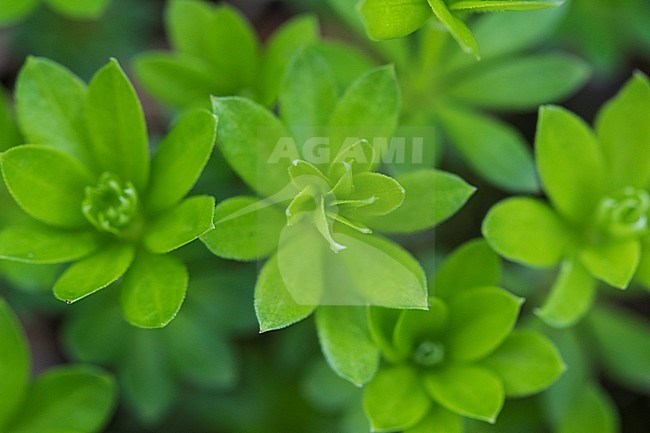 Woodruff leaves stock-image by Agami/Wil Leurs,