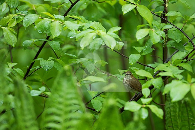 Rufous-tailed Robin, Larvivora sibilans, Russia (Baikal), adult stock-image by Agami/Ralph Martin,