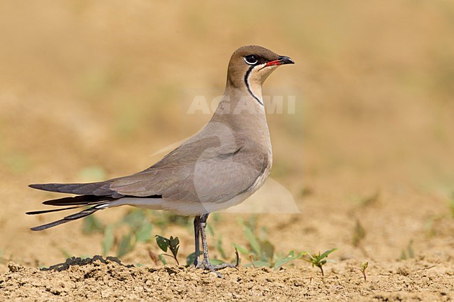 Vorkstaartplevier; Collared Pratincole stock-image by Agami/Daniele Occhiato,
