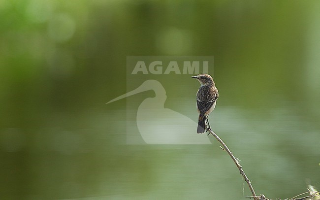 Female Stejneger's Stonechat (Saxicola stejnegeri) at Petchaburi, Thailand stock-image by Agami/Helge Sorensen,