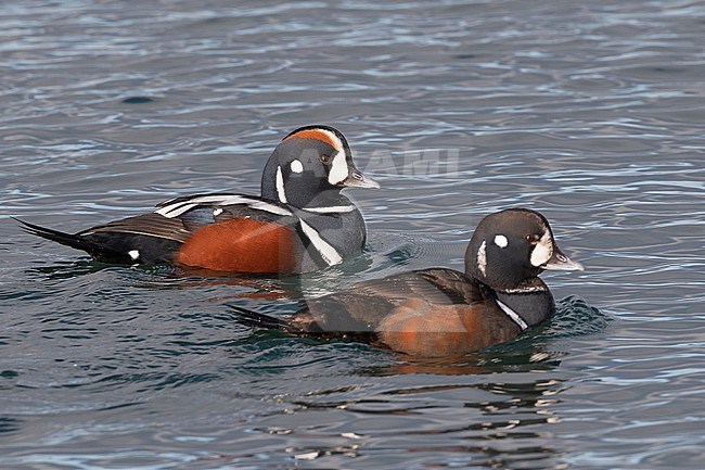 Two Harlequin Duck drakes, one adult and one near adult plumage, swim next to each other at Point Roberts, Washington State, United States of America stock-image by Agami/Jacob Garvelink,