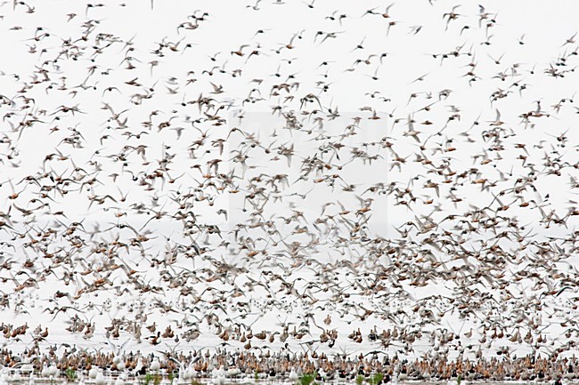 Vogels over de Waddenzee, Birds at the Waddensea stock-image by Agami/Menno van Duijn,