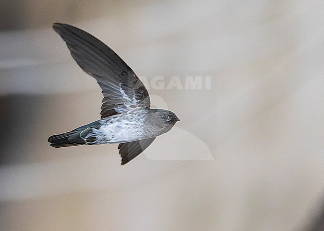 Cave Swiftlet (Collocalia linchi) in flight, showing belly and under wing. stock-image by Agami/Lennart Verheuvel,