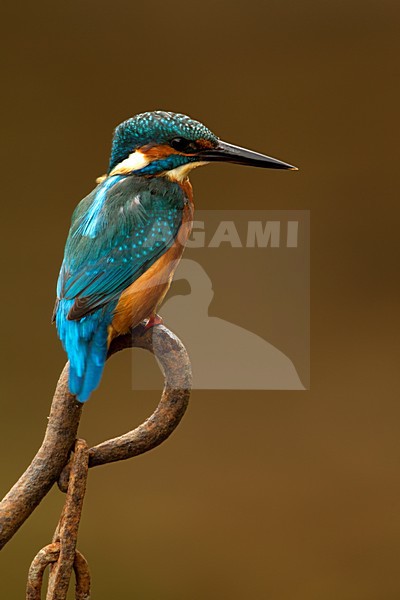 IJsvogel zittend op tak, Common Kingfisher perched on a branch stock-image by Agami/Danny Green,