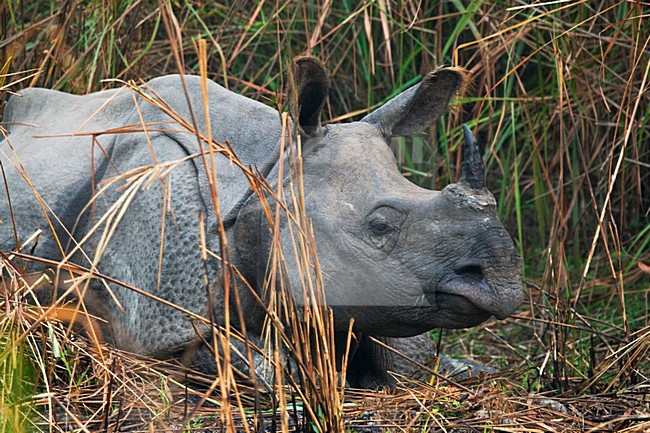 Indische Neushoorn in Kaziranga, Indian Rhinoceros at Kaziranga stock-image by Agami/Marc Guyt,