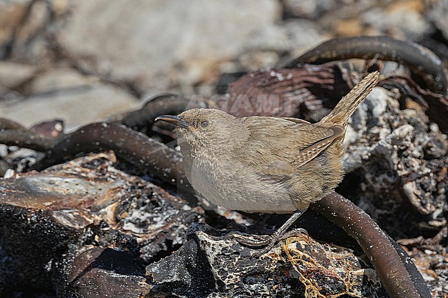 Cobb's Wren (Troglodytes cobbi) on the Falkland Islands. stock-image by Agami/Pete Morris,