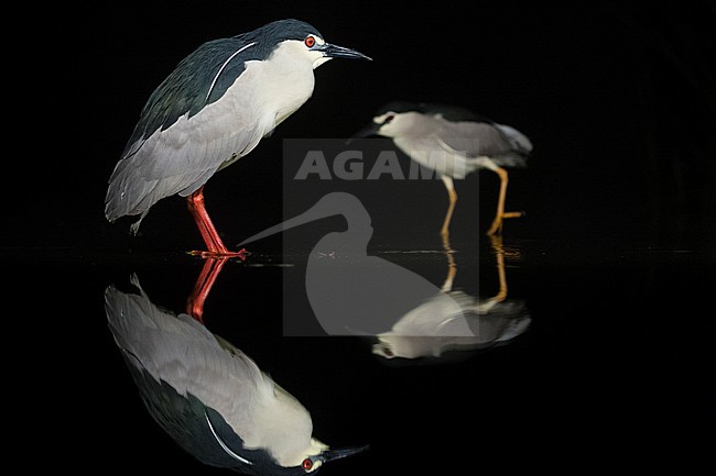 Kwakkend staand in water; Black-crowned Night Herons standing in water stock-image by Agami/Marc Guyt,