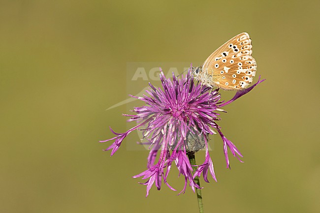 Bleek blauwtje, Chalk-hill Blue, stock-image by Agami/Walter Soestbergen,