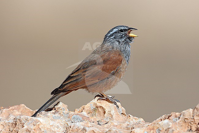 House Bunting  (Emberiza sahari) taken the 19/03/2022 at Errachidia - Morroco stock-image by Agami/Aurélien Audevard,