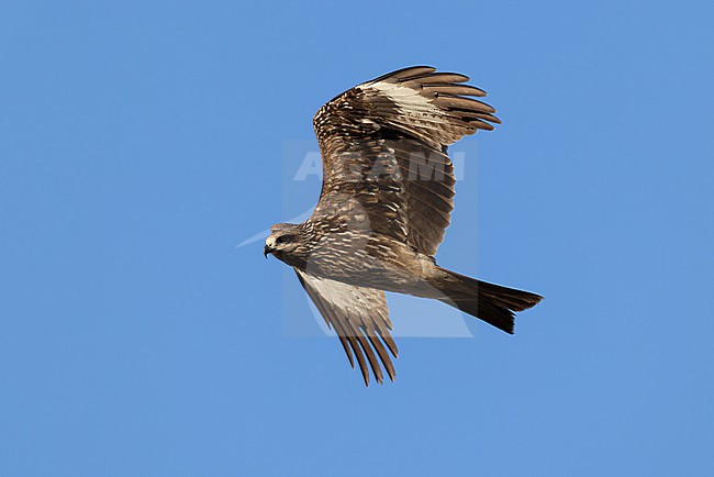 immature or second calendar year  Black-eared Kite (Milvus migrans, subspecies lineatus) in flight, found in Chentii-Aimag in Mongolia stock-image by Agami/Mathias Putze,