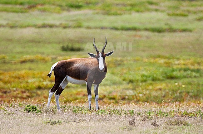 Bontebok (Damaliscus pygargus) in game park in South Africa. stock-image by Agami/Marc Guyt,