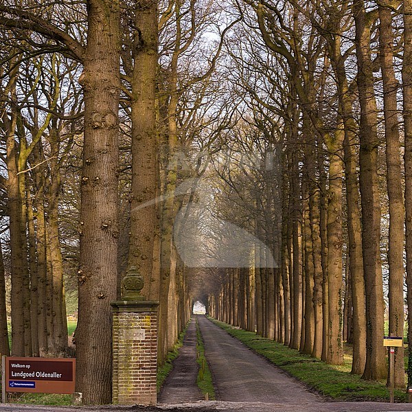 Bomenlaan landgoed Oldenaller, Trees avenue estate Oldenaller stock-image by Agami/Eric Tempelaars,
