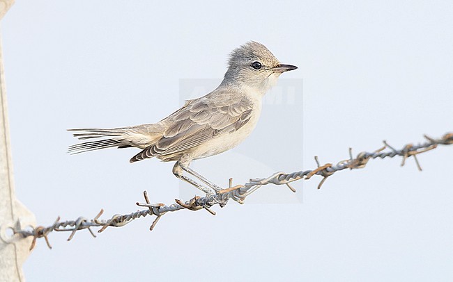 Barred Warbler (Curruca nisoria) perched on barbed wire, during fall migration. stock-image by Agami/Lennart Verheuvel,
