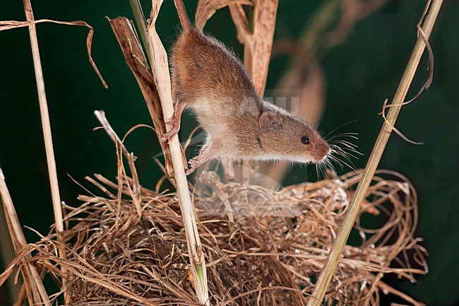 Dwergmuis in nest; Harvest Mouse in nest stock-image by Agami/Theo Douma,