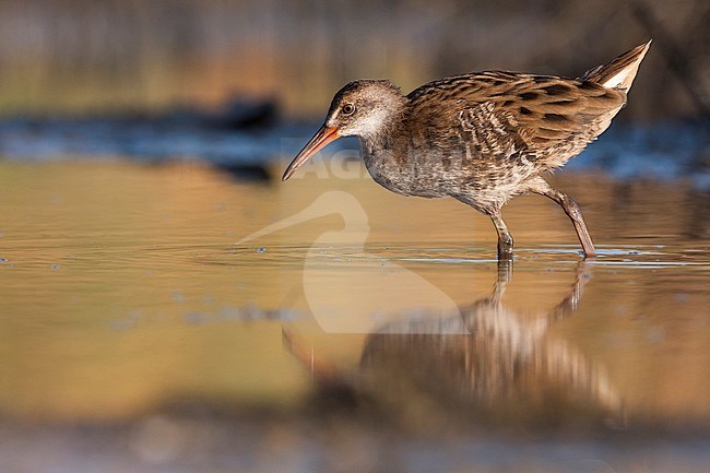 Western Water Rail - Wasserralle - Rallus aquaticus ssp. aquaticus, Greece, juvenile stock-image by Agami/Ralph Martin,