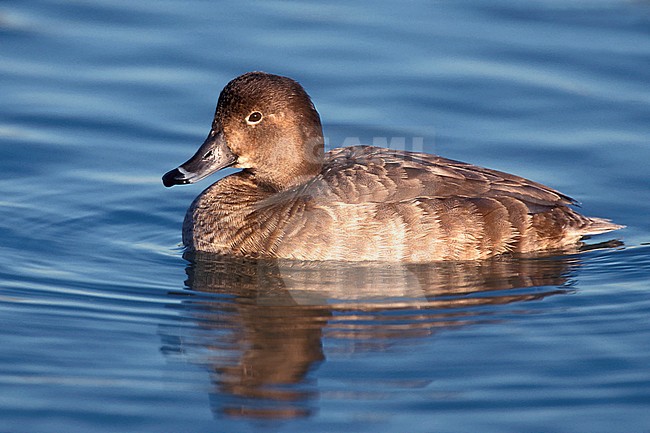 Adult female
Pima Co., AZ
December 2003 stock-image by Agami/Brian E Small,