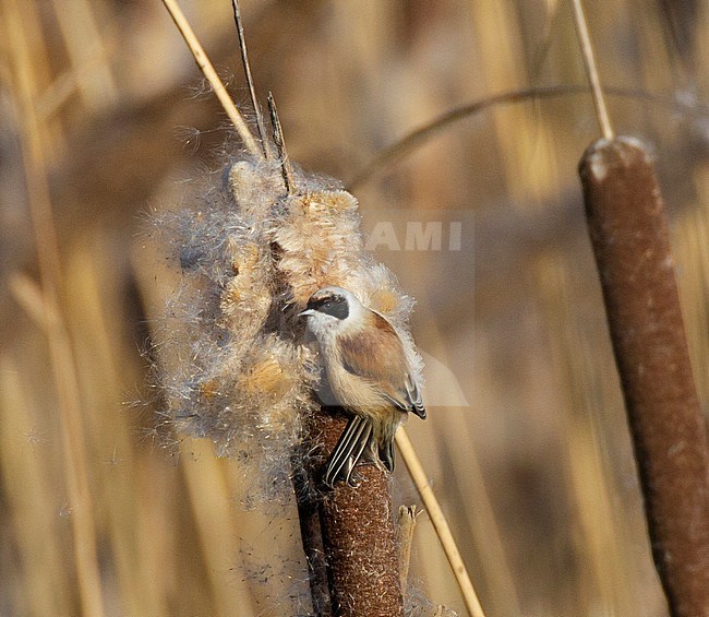 Adult male Eurasian Penduline Tit (Remiz pendulinus) foraging on bulrush and holding tight with it's tail stock-image by Agami/Edwin Winkel,
