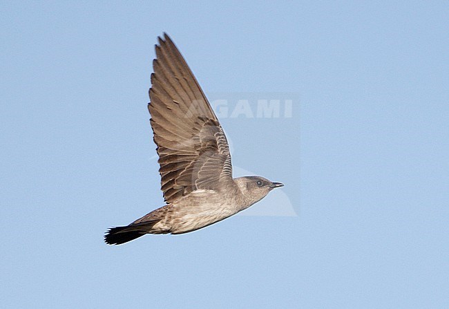Vrouwtje Purperzwaluw in vlucht, Female Purple Martin in flight stock-image by Agami/Mike Danzenbaker,