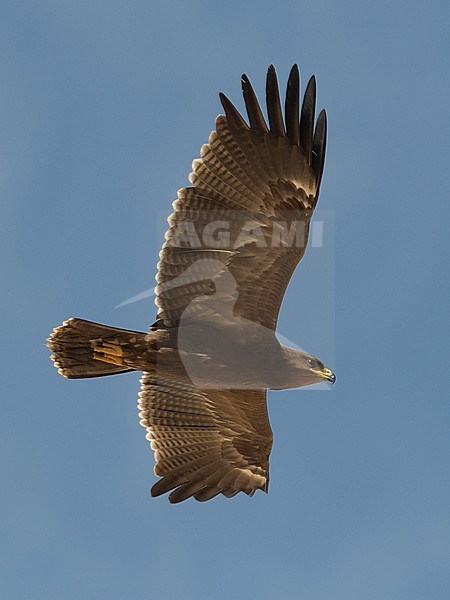 Juvenile Lesser Spotted Eagle (Clanga pomarina) in flight, below. Israel stock-image by Agami/Markku Rantala,