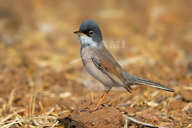 Brilgrasmus; Spectacled Warbler stock-image by Agami/Daniele Occhiato,