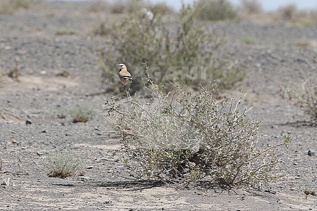 Iranian ground jay (Podoces pleskei) or Pleske's ground jay, in desert of Iran. Known as Zaghbur in Persian stock-image by Agami/James Eaton,
