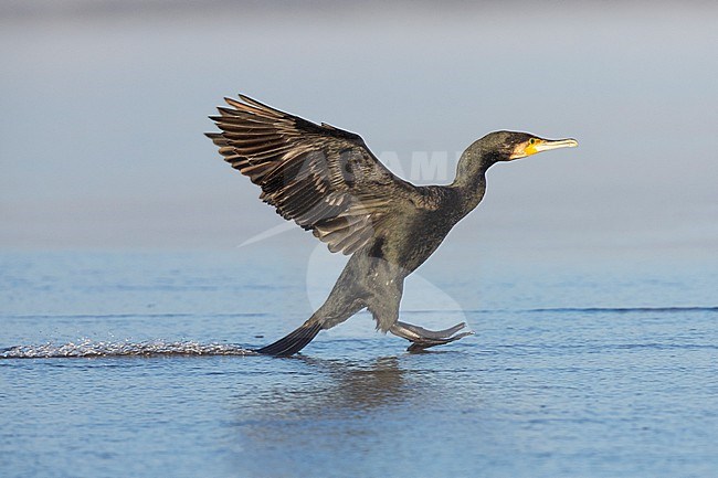 Great Cormorant (Phalacrocorax carbo sinensis), side view of an adult landing, Campania, Italy stock-image by Agami/Saverio Gatto,