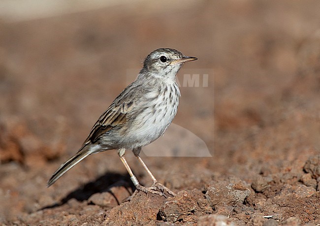 Berthelot's Pipit (Anthus berthelotii) on the island Madeira in the northern Atlantic ocean. stock-image by Agami/Marc Guyt,