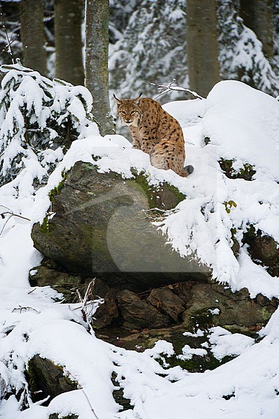 A European lynx, Lynx linx, sitting on a rock in Bavarian Forest National Park. Germany. stock-image by Agami/Sergio Pitamitz,