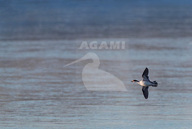 Wintering Smew (Mergellus albellus) in the Netherlands. stock-image by Agami/Marc Guyt,