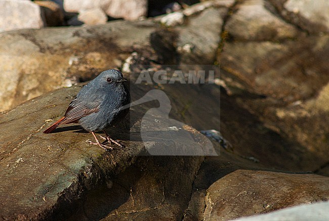Perched Plumbeous Water Redstart (Phoenicurus fuliginosus) on a rock in local river in the Himalayas. stock-image by Agami/Marc Guyt,