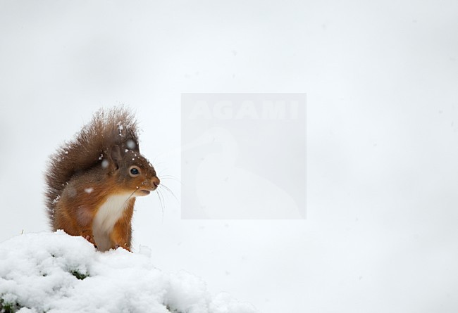 Eekhoorn in de sneeuw, Red Squirrel in the snow stock-image by Agami/Danny Green,