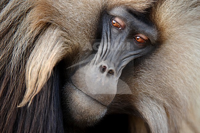 Gelada in het Simein gebergte; Gelada in Semien Mountains stock-image by Agami/Marten van Dijl,