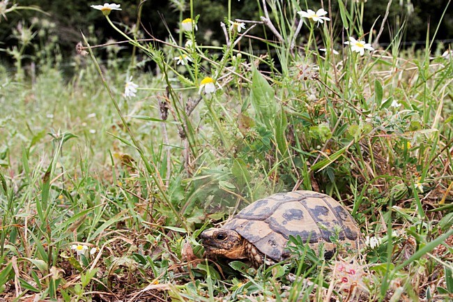 Gouden Moorse landschildpad in het gras, Golden Greek Tortoise in the grass stock-image by Agami/Rob Olivier,