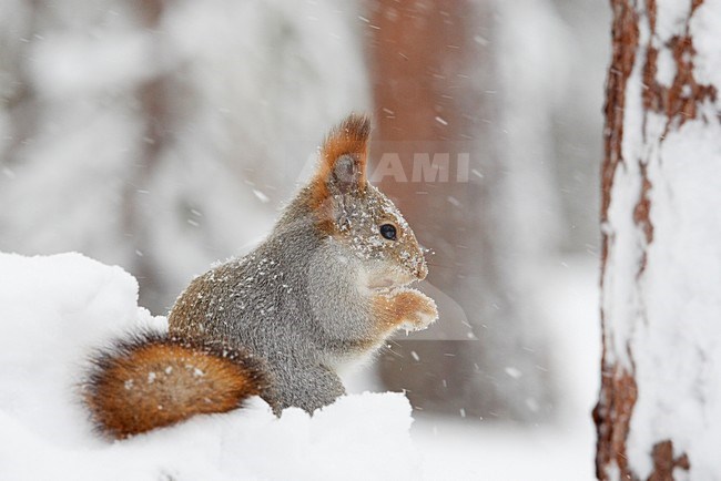 Rode Eekhoorn etend in  de sneeuw; Red Squirrel eating in snow stock-image by Agami/Markus Varesvuo,