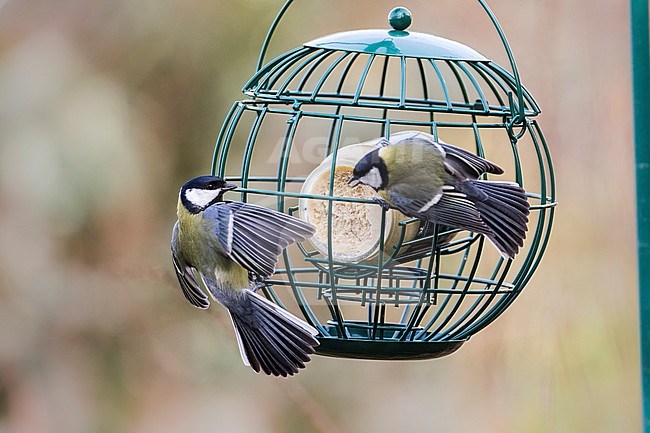 Great Tit at feeder stock-image by Agami/Wil Leurs,