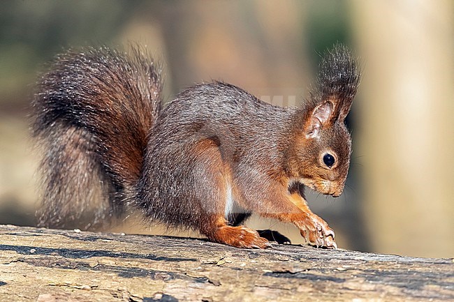 Red Squirrel (Sciurus vulgaris) sitting on a falled trunk, Woluwe-Saint-Pierre, Brussels in Belgium. stock-image by Agami/Vincent Legrand,