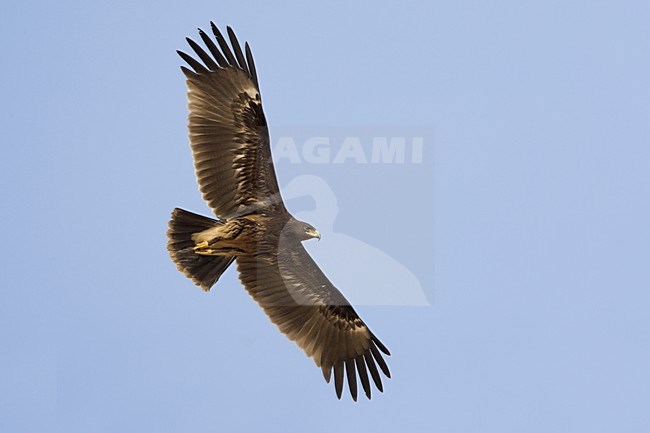 Bastaardarend in vlucht; Greater Spotted Eagle in flight stock-image by Agami/Daniele Occhiato,