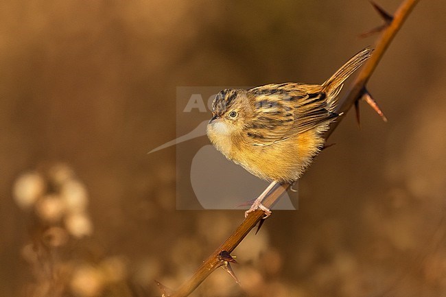 Zitting Cisticola, Cisticola juncidis, in Italy. stock-image by Agami/Daniele Occhiato,