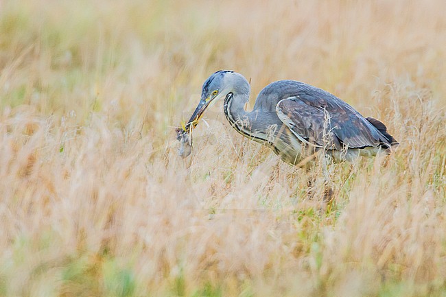 Blauwe Reiger met muis in bek; Grey Heron with mouse in beak stock-image by Agami/Menno van Duijn,