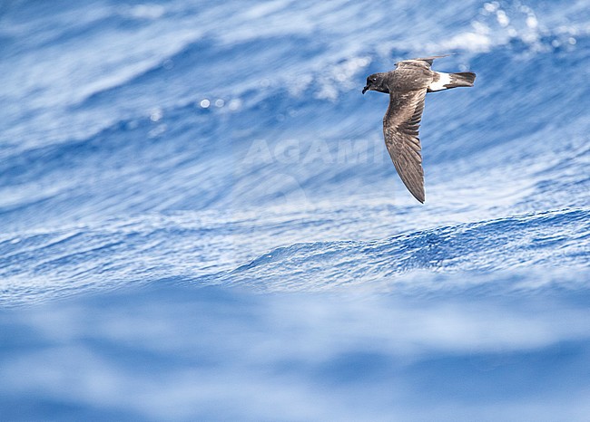 Madeiran Storm Petrel (Oceanodroma castro granti), also known as Band-rumped and Grant's Storm Petrel, flying over the ocean off Madeira in the Atlantic ocean. stock-image by Agami/Marc Guyt,