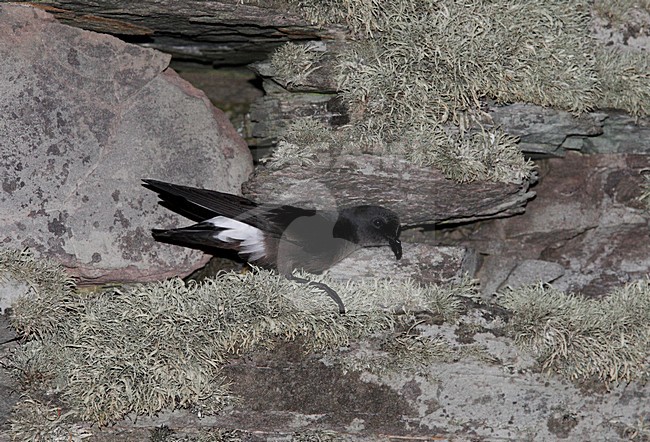 Stormvogeltje op de broedplaats; European Storm-Petrel at the breeding site stock-image by Agami/Hugh Harrop,