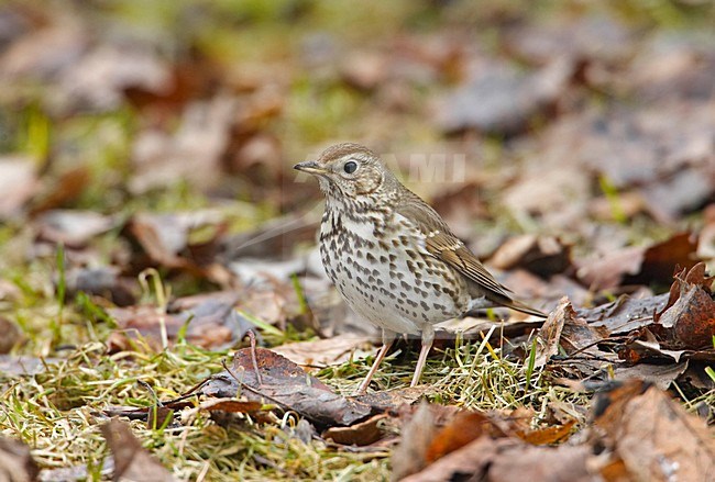 Zanglijster staand op dode bladeren; Song Thrush standing on death leaves stock-image by Agami/Markus Varesvuo,