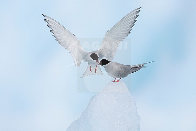 Arctic Tern (Sterna paradisaea), adult male  bringing a nuptial gift to the female, Southern Region, Iceland stock-image by Agami/Saverio Gatto,